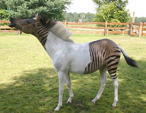 อุ๊ตะ!!! ค้นไปค้นมา จขกท.เพิ่งจะรู้ว่า ม้าลาย(zebra) กับลา(donkey) มันผสมข้ามสายพันธุ์ ออกมาเป็น zebroid ได้ด้วยหรือนี่!!!