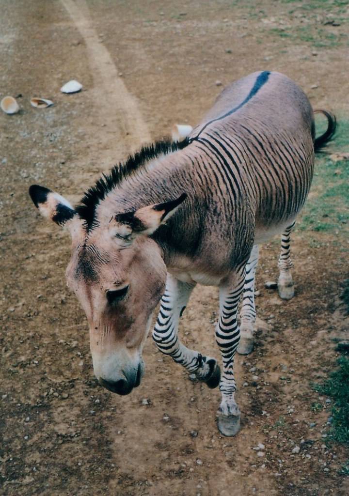 อุ๊ตะ!!! ค้นไปค้นมา จขกท.เพิ่งจะรู้ว่า ม้าลาย(zebra) กับลา(donkey) มันผสมข้ามสายพันธุ์ ออกมาเป็น zebroid ได้ด้วยหรือนี่!!!