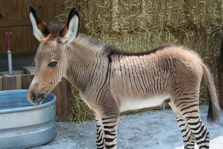 อุ๊ตะ!!! ค้นไปค้นมา จขกท.เพิ่งจะรู้ว่า ม้าลาย(zebra) กับลา(donkey) มันผสมข้ามสายพันธุ์ ออกมาเป็น zebroid ได้ด้วยหรือนี่!!!