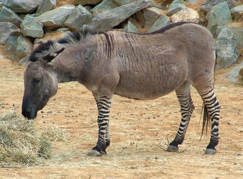 อุ๊ตะ!!! ค้นไปค้นมา จขกท.เพิ่งจะรู้ว่า ม้าลาย(zebra) กับลา(donkey) มันผสมข้ามสายพันธุ์ ออกมาเป็น zebroid ได้ด้วยหรือนี่!!!