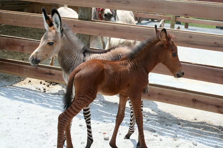 อุ๊ตะ!!! ค้นไปค้นมา จขกท.เพิ่งจะรู้ว่า ม้าลาย(zebra) กับลา(donkey) มันผสมข้ามสายพันธุ์ ออกมาเป็น zebroid ได้ด้วยหรือนี่!!!