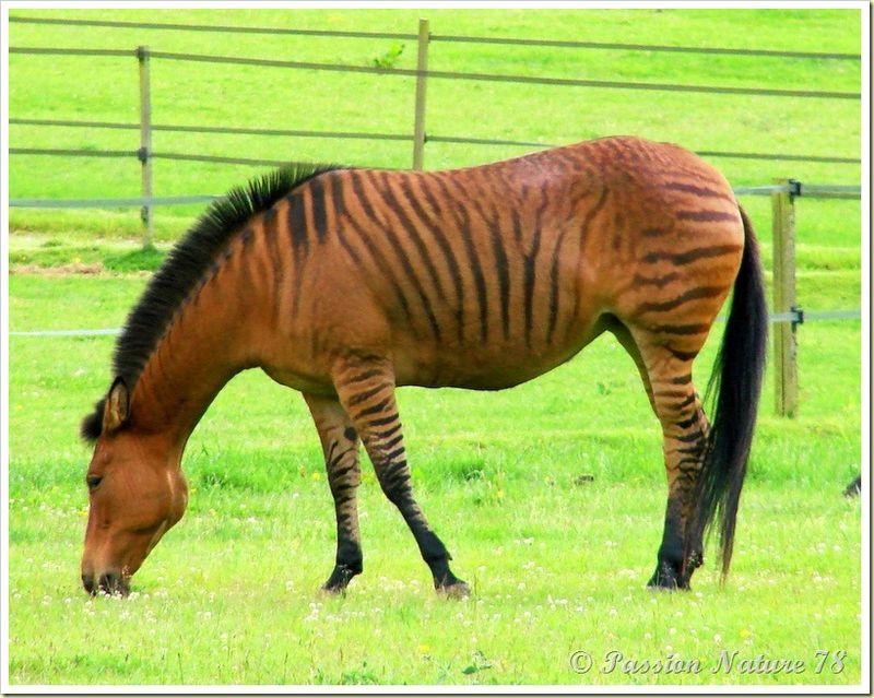 อุ๊ตะ!!! ค้นไปค้นมา จขกท.เพิ่งจะรู้ว่า ม้าลาย(zebra) กับลา(donkey) มันผสมข้ามสายพันธุ์ ออกมาเป็น zebroid ได้ด้วยหรือนี่!!!