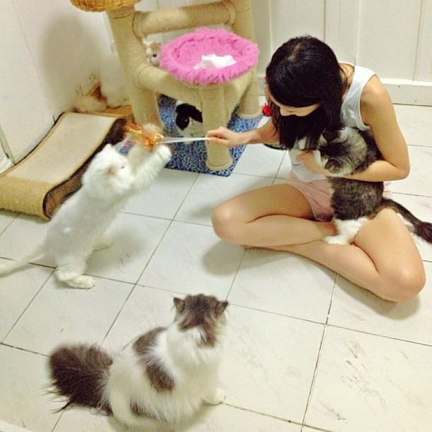 กรี๊ด!!! เอาใจคนรักแมวแบบจัดเต็มกับรูปแมวเปอร์เซียของคุณตู่ ปิยวดีผู้จัดละครสุดสวยของช่อง3 แมวน่ารักมร๊าก เข้ามาดูกันเลยจ้า(4)
