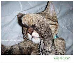 แมวน่ารัก