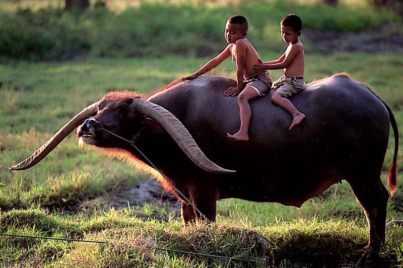 ควายไทย น่ารัก สดใส
