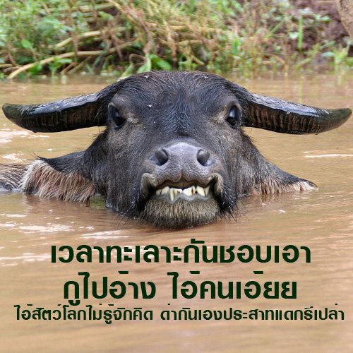 ควายไทย น่ารัก สดใส