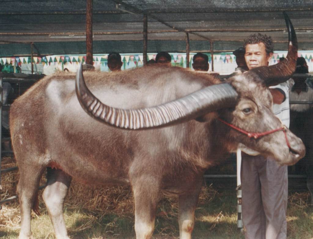 1. ควายไทย(ควายปลัก)