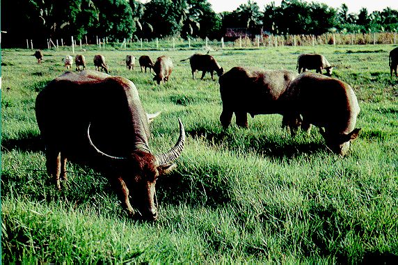 3. ควายลูกผสมระหว่างควายไทยกับควายมูร่าห์