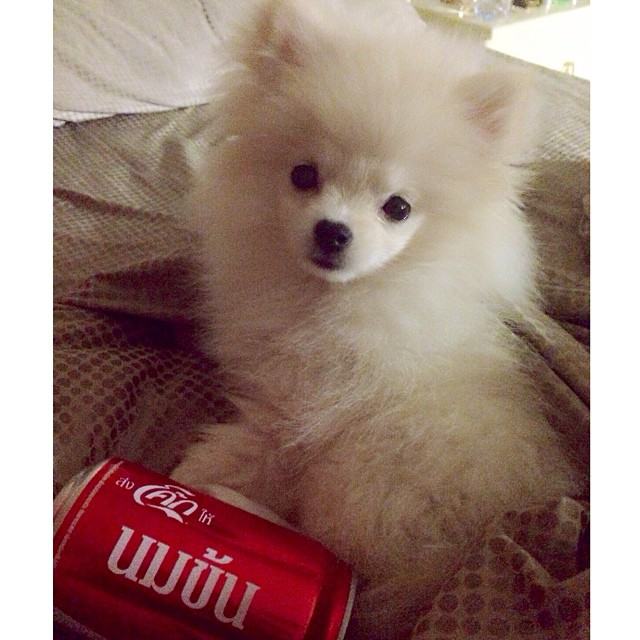น่ารักจุง >3< ขอลักกลับบ้านไปเลี้ยงได้ปะ
