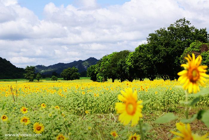 วิว สวยๆ