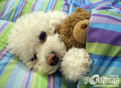 เพื่อนรักน้องหมา