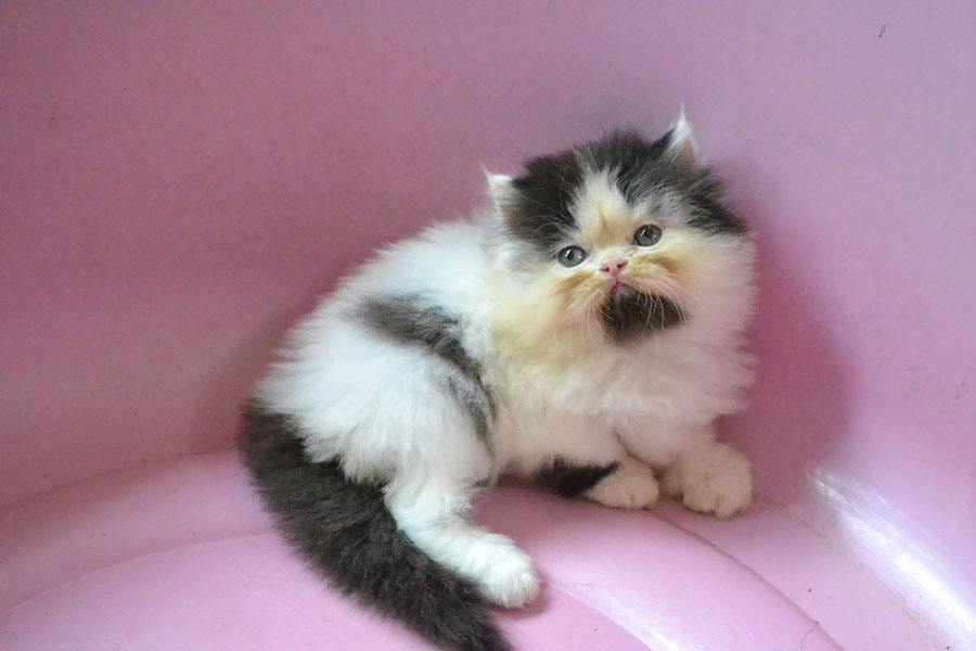 ลูกแมวเหมียวน่ารัก น้องเหมียวหรือน้องหมี กันละนี่ >__<
