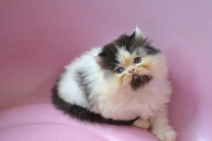 ลูกแมวเหมียวน่ารัก น้องเหมียวหรือน้องหมี กันละนี่ >__<