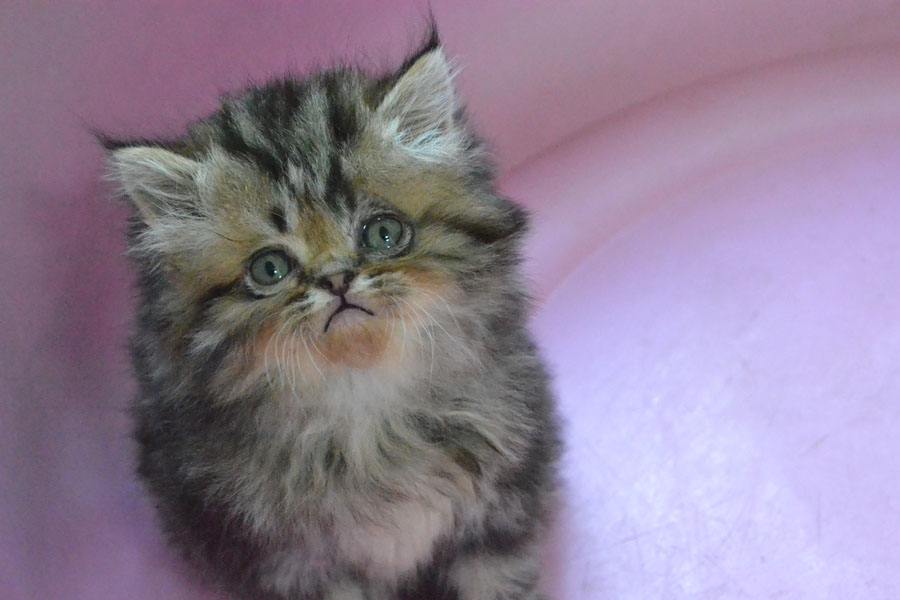 ลูกแมวเหมียวน่ารัก น้องเหมียวหรือน้องหมี กันละนี่ >__<