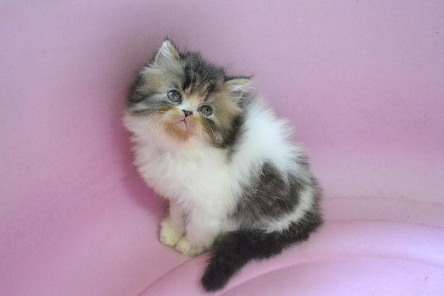 ลูกแมวเหมียวน่ารัก น้องเหมียวหรือน้องหมี กันละนี่ >__<