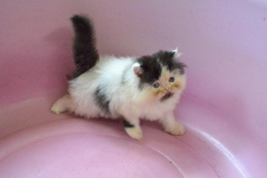 ลูกแมวเหมียวน่ารัก น้องเหมียวหรือน้องหมี กันละนี่ >__<