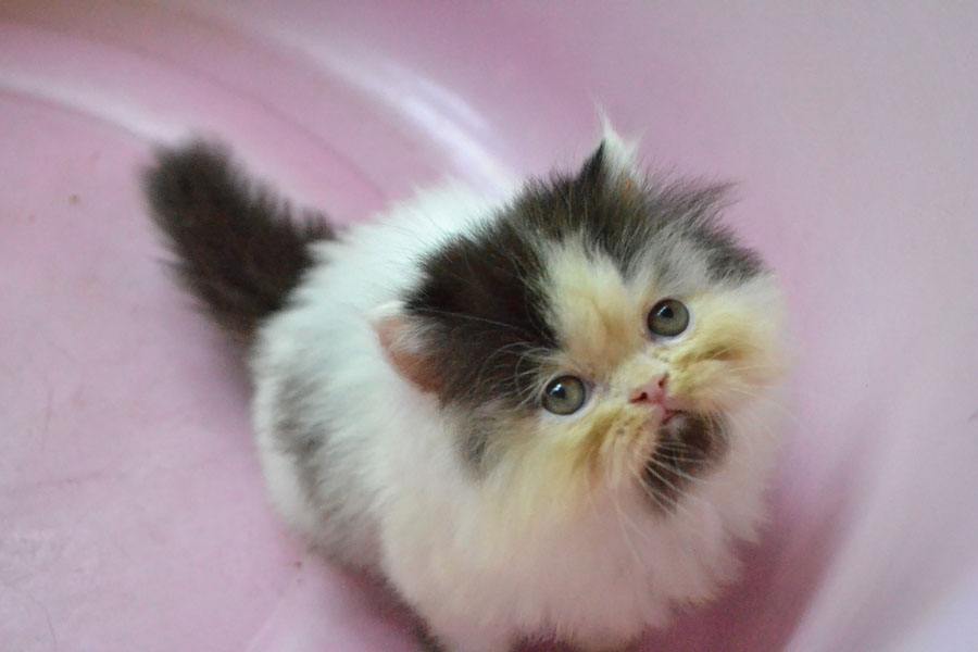 ลูกแมวเหมียวน่ารัก น้องเหมียวหรือน้องหมี กันละนี่ >__<