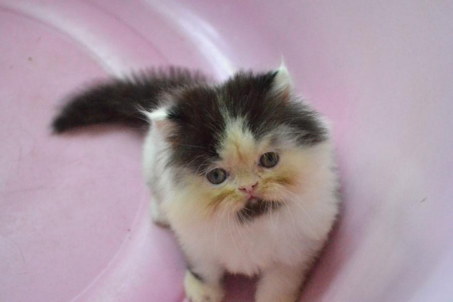 ลูกแมวเหมียวน่ารัก น้องเหมียวหรือน้องหมี กันละนี่ >__<