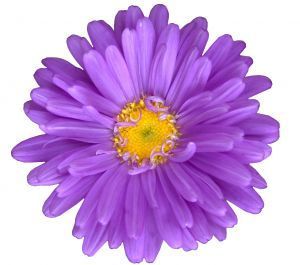 ดอกไม้สีม่วง