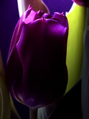 ดอกไม้สีม่วง