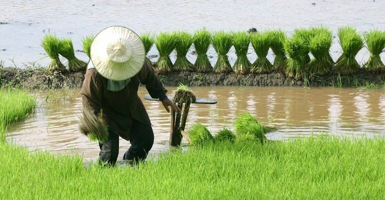 คิดถึงท้องทุ่ง  ท้องนา