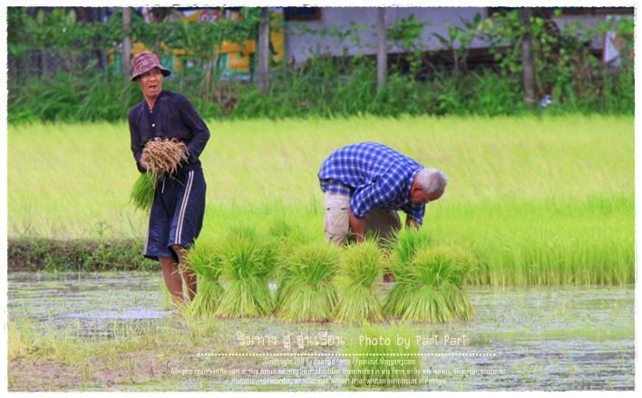 คิดถึงท้องทุ่ง  ท้องนา