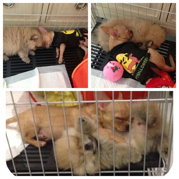 สุนัข ของซุปตาร์ อั้ม น่ารักสุดๆ