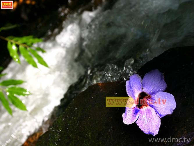 สวยๆกับดอกไม้^^