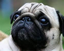 ปั๊ก น่ารักๆ