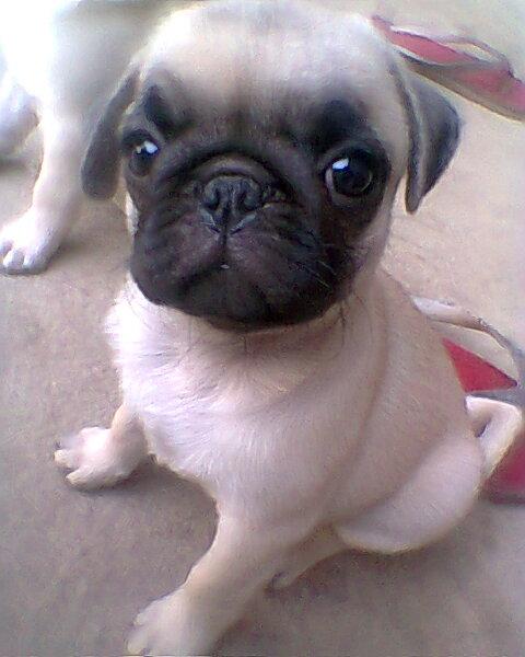 ปั๊ก น่ารักๆ