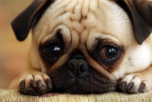 ปั๊ก น่ารักๆ