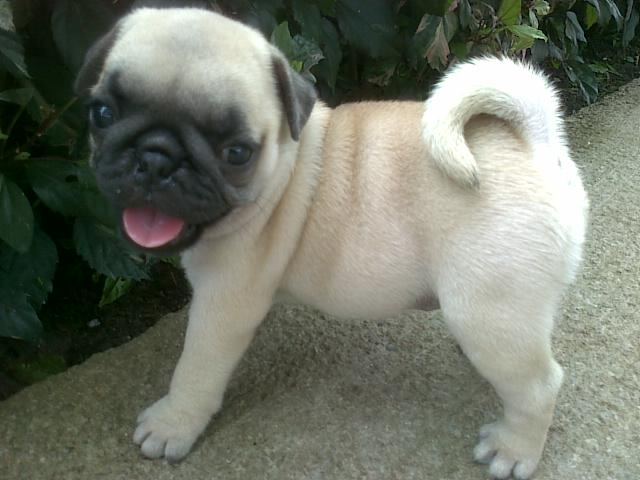 ปั๊ก น่ารักๆ