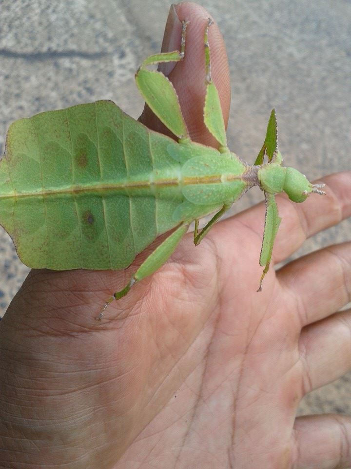 ของแปลก