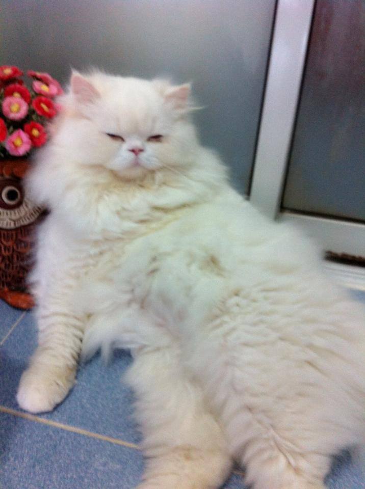 แฮรี่แมวน้อย-2