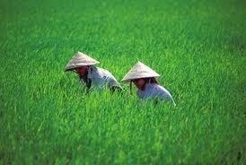 นาข้าวเวียดนาม