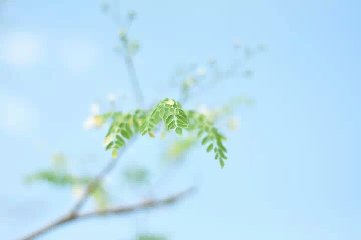 เมืองไทย  ทุกอย่างซูเหว