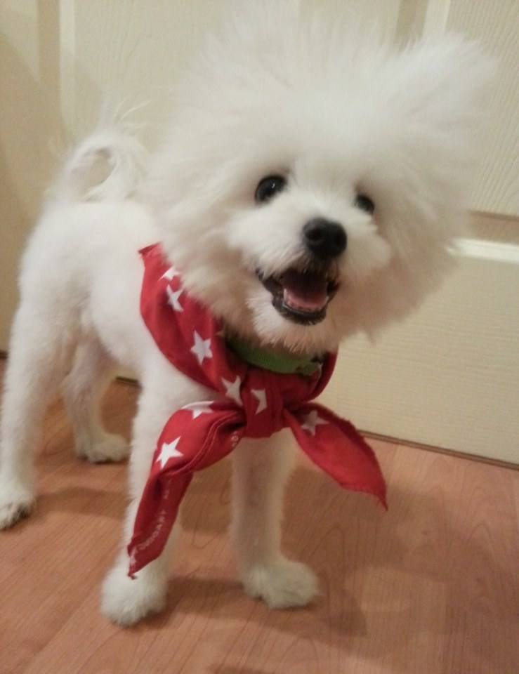 น้องหมาน่ารัก