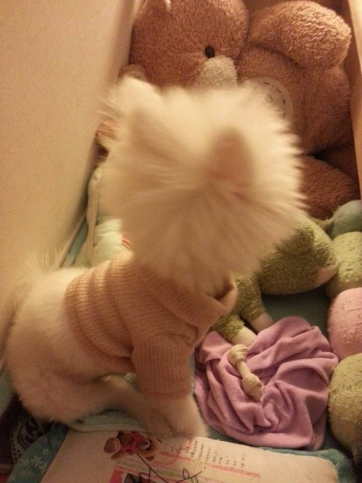 น้องหมาน่ารัก