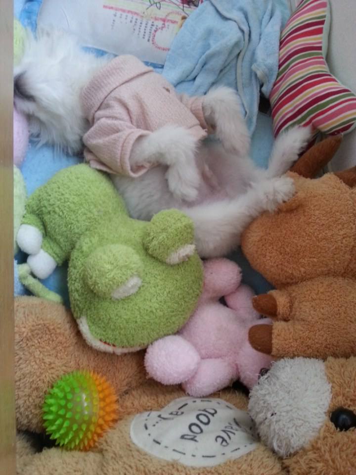 น้องหมาน่ารัก