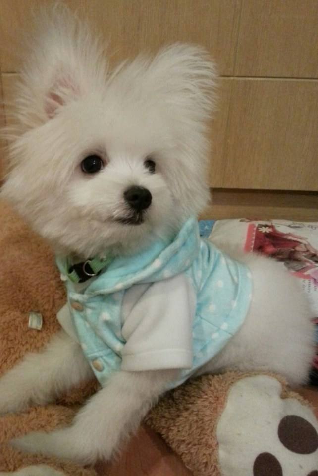 น้องหมาน่ารัก