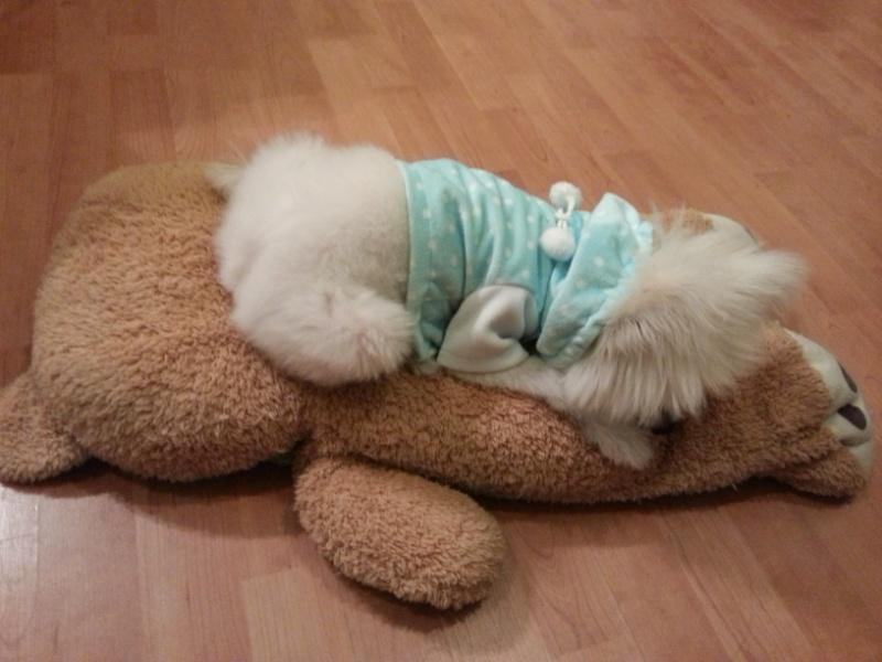 น้องหมาน่ารัก