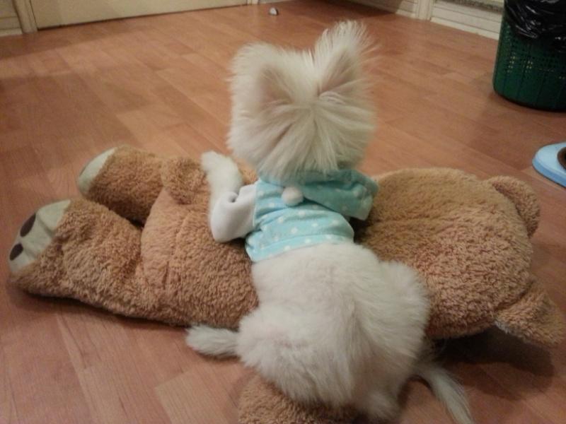 น้องหมาน่ารัก