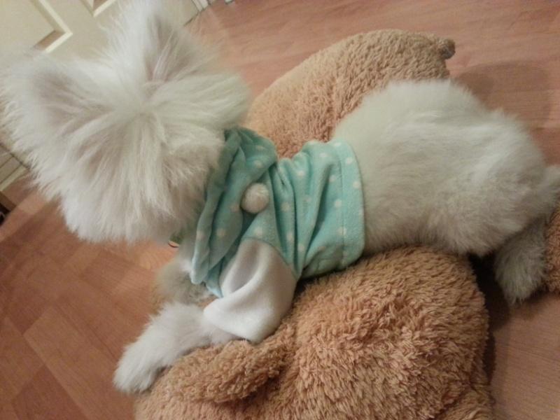 น้องหมาน่ารัก
