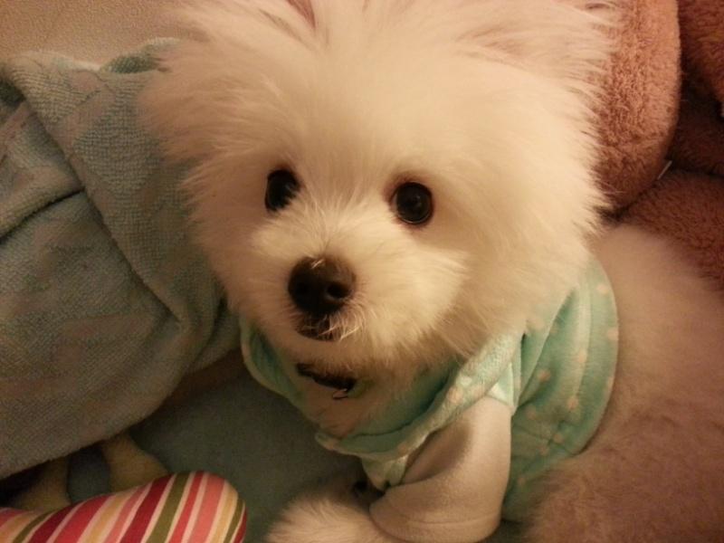 น้องหมาน่ารัก