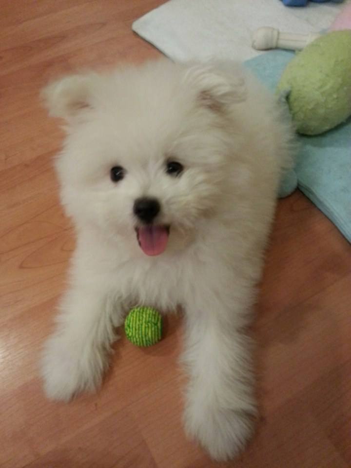 น้องหมาน่ารัก