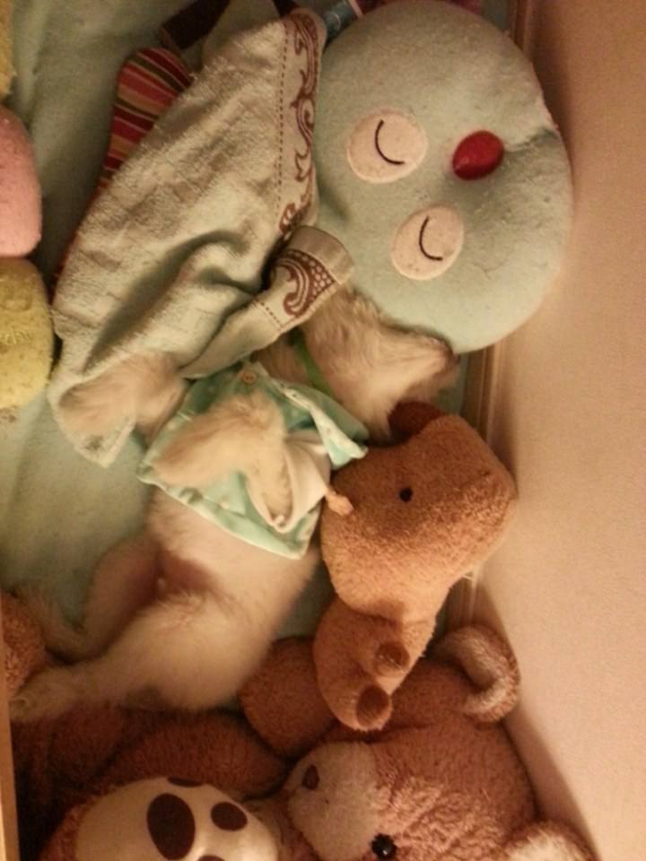 น้องหมาน่ารัก