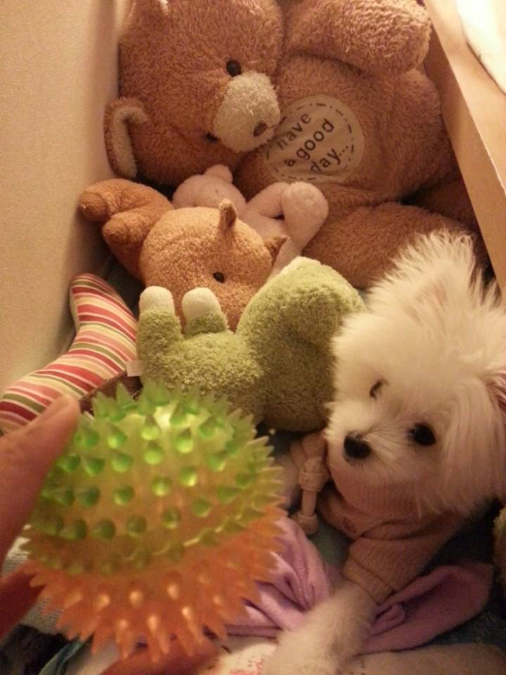 น้องหมาน่ารัก