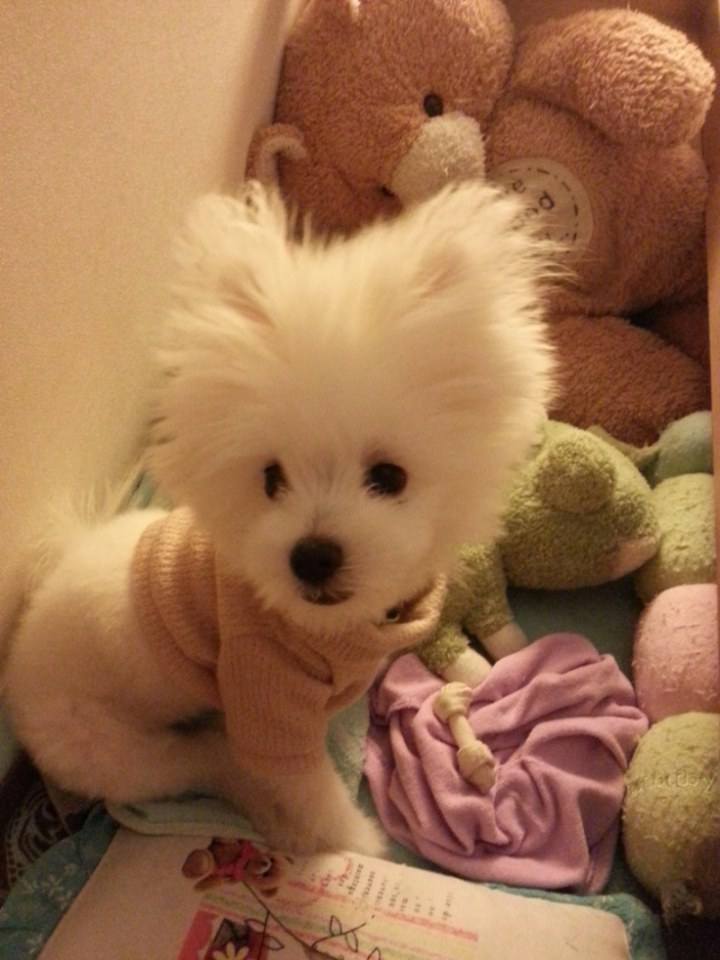 น้องหมาน่ารัก