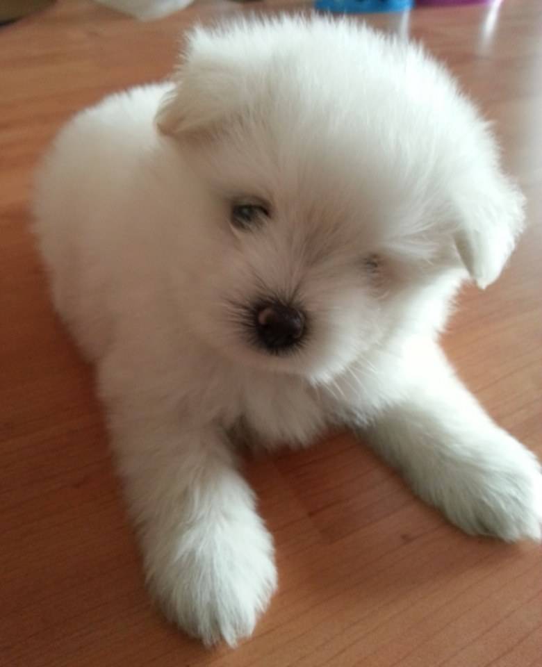 จิมมี่ น่ารัก
