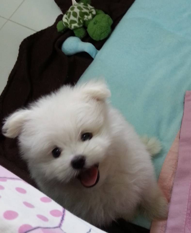 จิมมี่ น่ารัก
